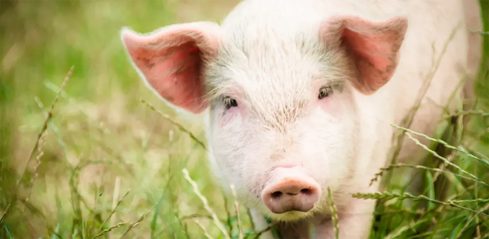Миф о свинье и человеке