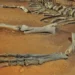 Новый вид титанозавров обнаружен в Аргентине