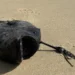 Обнаружена странная черная рыба в Южной Калифорнии