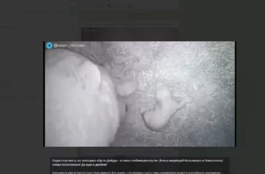 Сотрудники Якутского зоопарка сняли на видео новорожденного белого медвежонка
