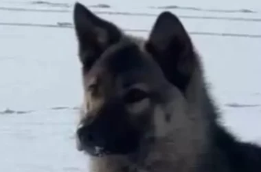 В Приморье собака три недели ждала своего хозяина на льду реки