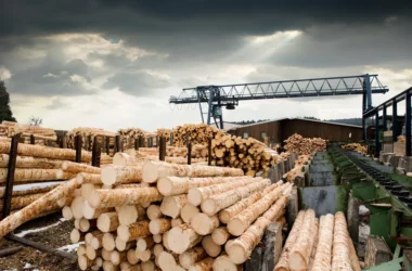СПбМТСБ отмечает рост торговли продукцией лесопромышленного комплекса