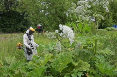 В Думе предлагают штрафовать губернаторов за борщевик