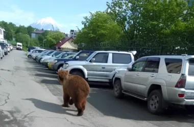 Ограничения на передвижение в Соболевском районе Камчатки из-за медведей