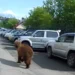 Ограничения на передвижение в Соболевском районе Камчатки из-за медведей
