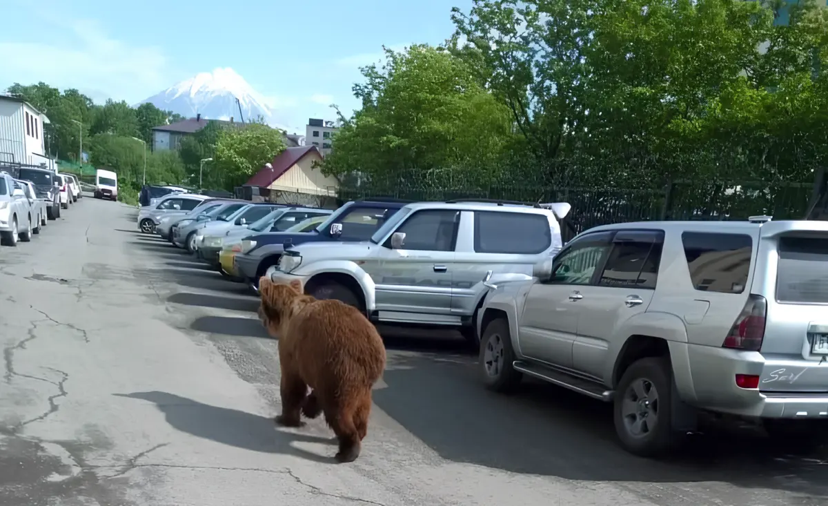 Ограничения на передвижение в Соболевском районе Камчатки из-за медведей