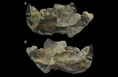 Novaculadon mirabilis: Новый вид многобугорчатых млекопитающих