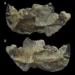Novaculadon mirabilis: Новый вид многобугорчатых млекопитающих