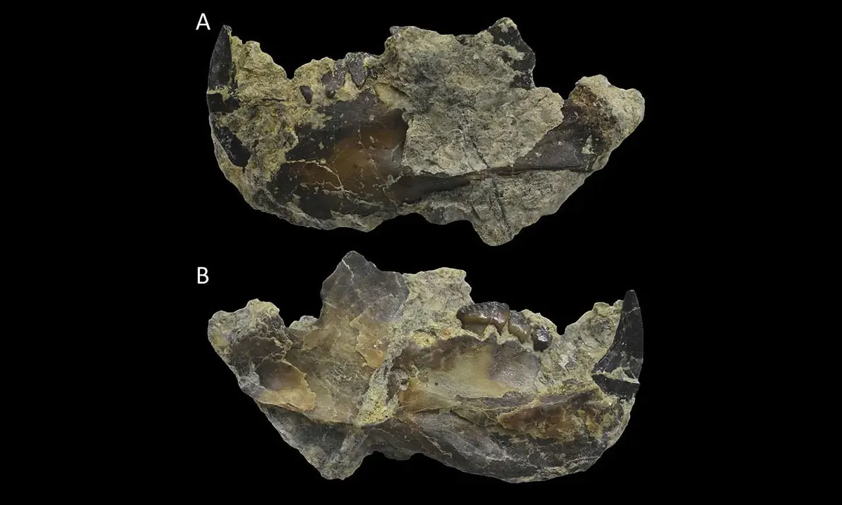 Novaculadon mirabilis: Новый вид многобугорчатых млекопитающих